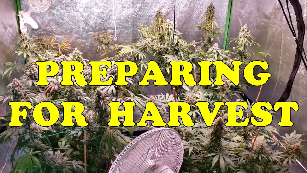 Checking Trichomes & Preparing To Harvest My 4 Indoor Cannabis Plants