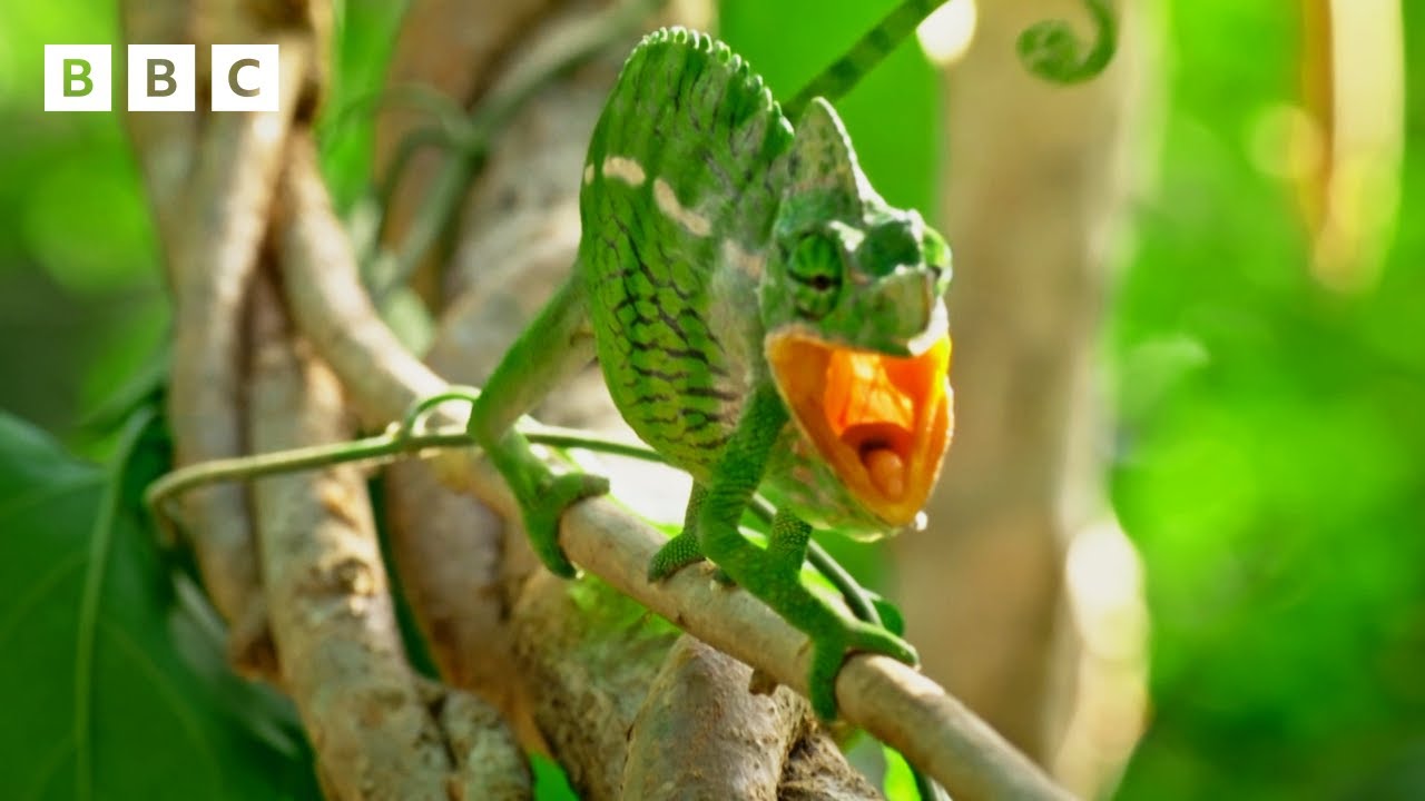 Chameleons fight for a mate | Big Little Journeys  - BBC