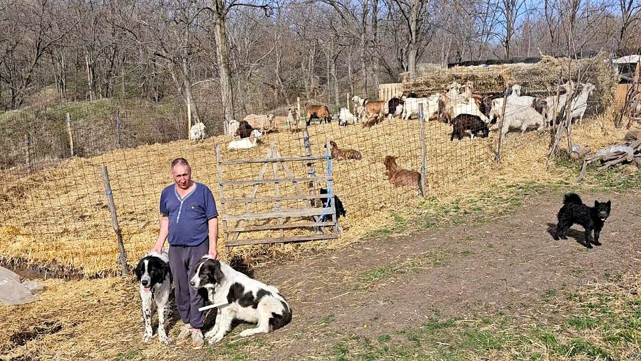LA STANA LUI ION MIZILIC,CAPRE SI CIOBANESTI ROMANESTI,ANIMALE INGRIJITE CU PASIUNE,UN OM GOSPODAR.