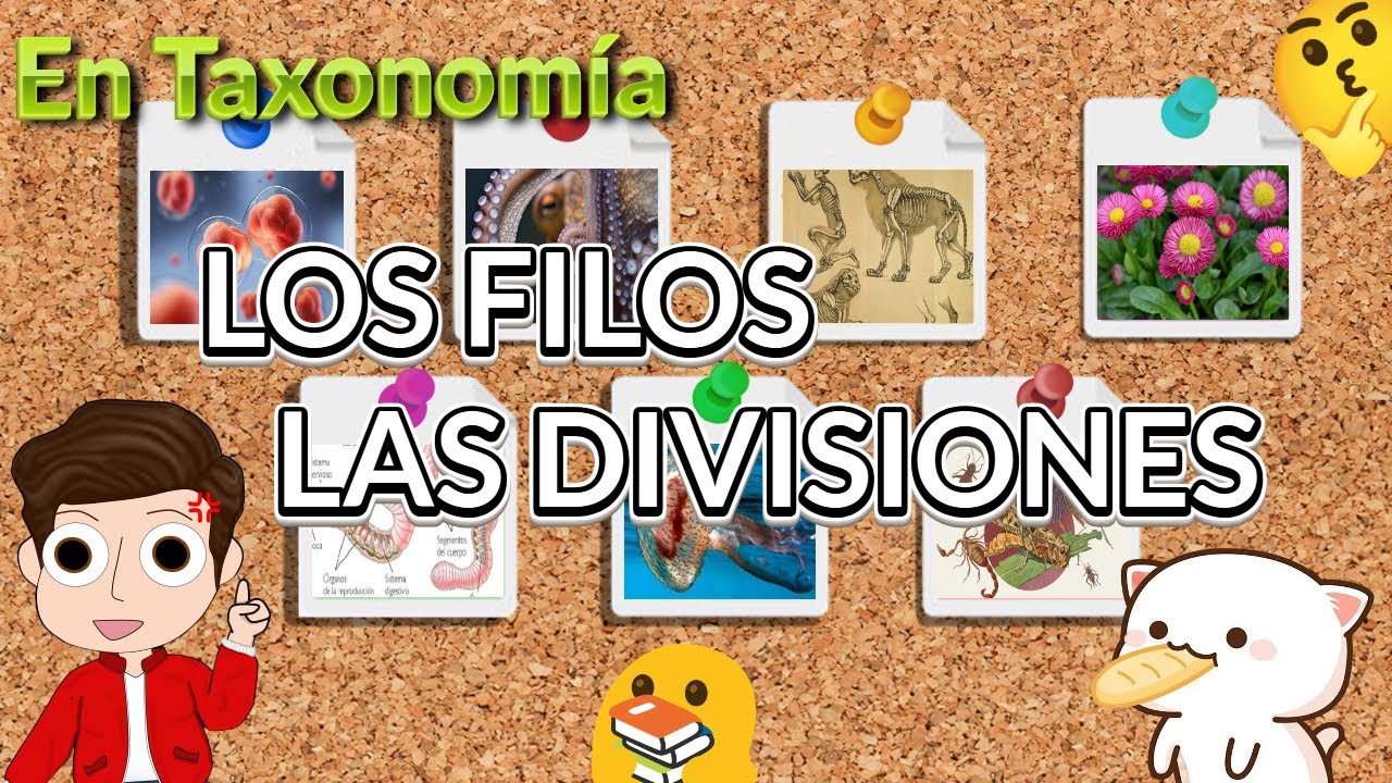 &iquest;QU&Eacute; SON LOS FILOS Y LAS DIVISIONES? -Taxonom&iacute;a -ZICFiles