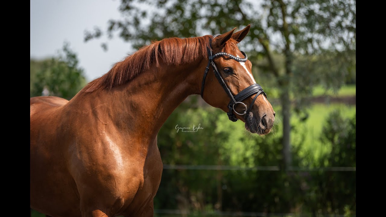 Soriana (Glock's Toto Jr. x Lord Leatherdale)