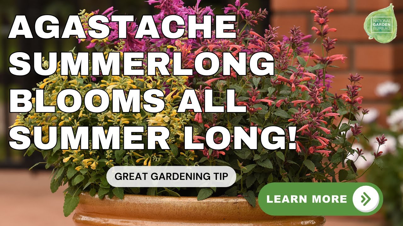 Agastache Summerlong&trade; is an ideal pollinator plant with early flowers that last all summer long!