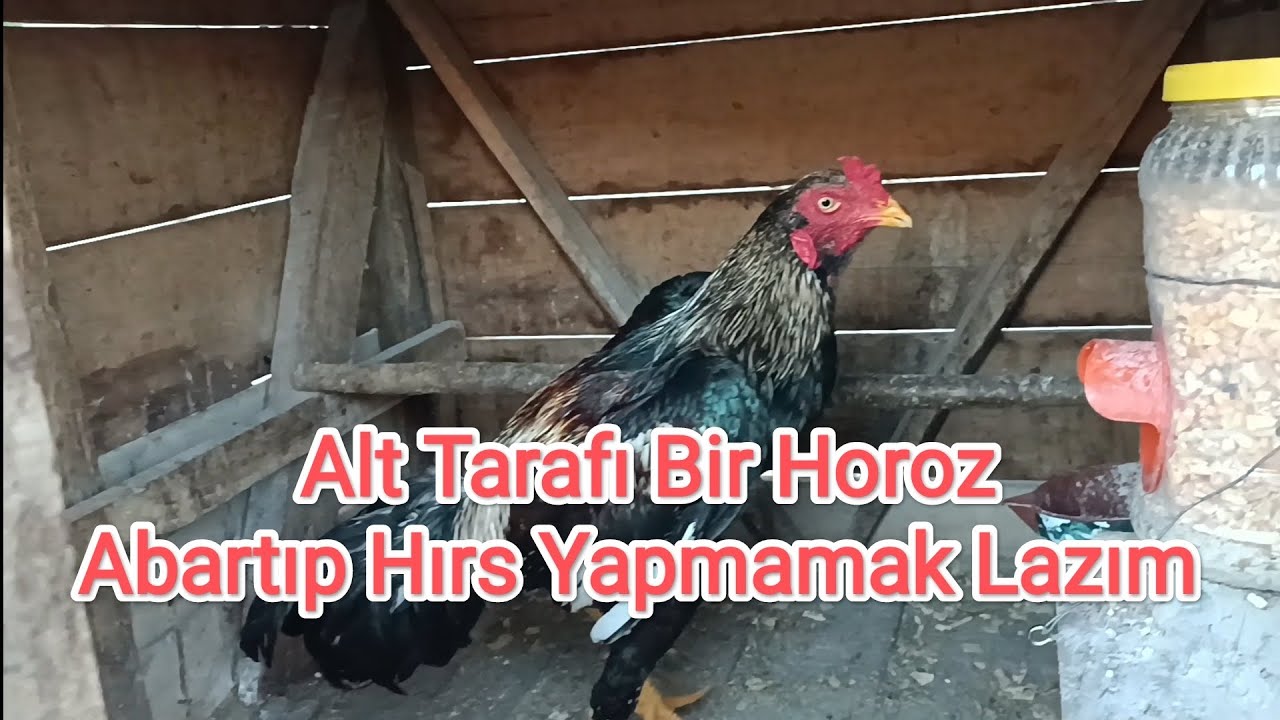 Alt Tarafı Bir Horoz. Abartıp Hırs Yapmamak Lazım.