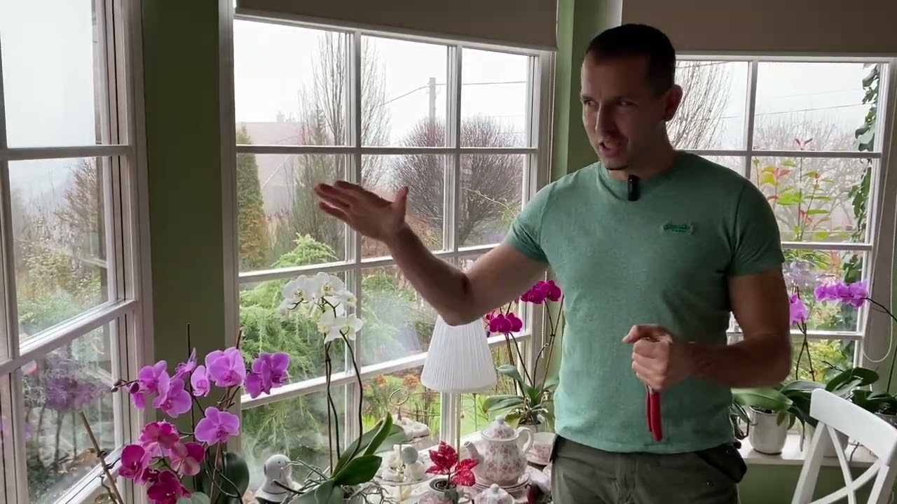 Phalenopsis orchideák ápolása (és téli néhány teendő)