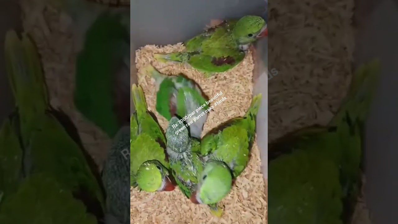 Talking Parrots and Exotic Birds For Sale | Must Watch 2025 Rs.7000/green raw parrot caks 