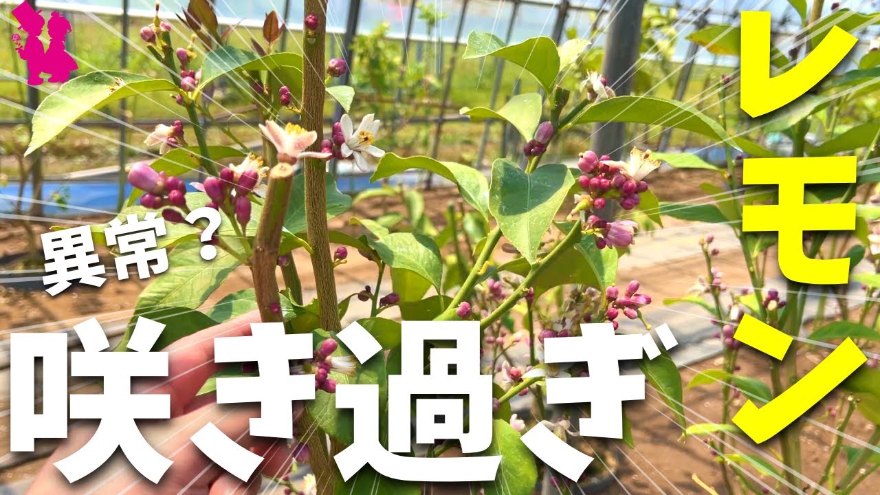 【剪定後】レモンの花が咲き始めたけど素直に喜べない理由があります