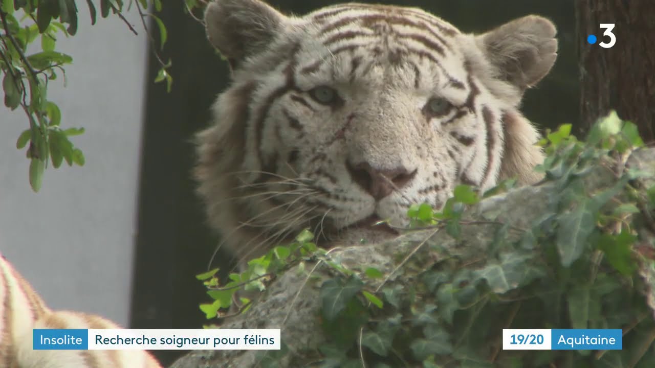 Le Zoo de Bordeaux Pessac recherche un soigneur pour ses félins