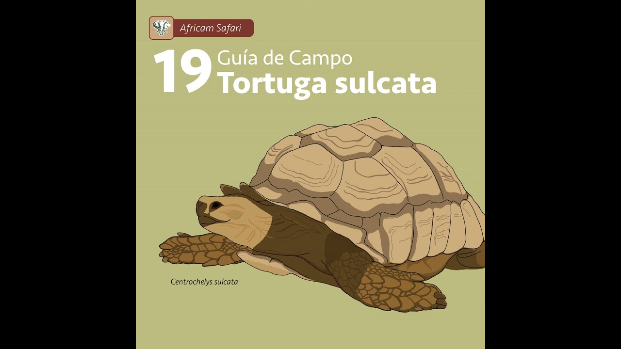 Track 18 - Tortuga sulcata