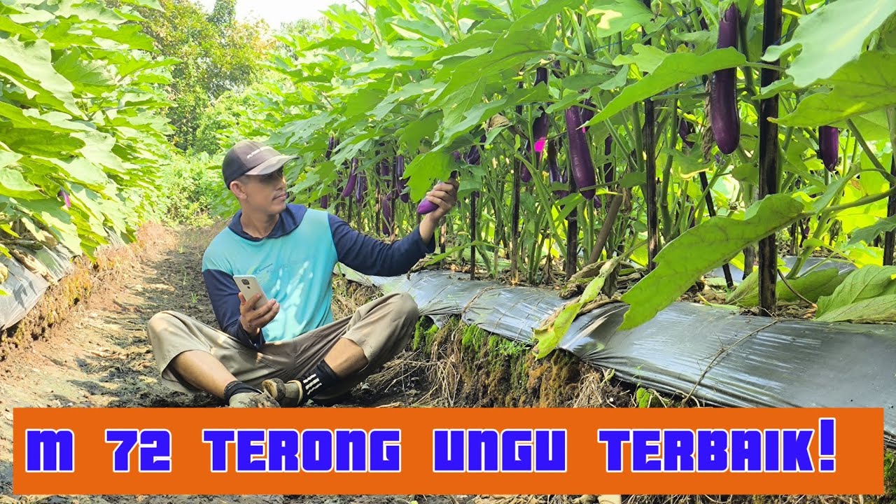 BUAH TERONG UNGU SANGAT LEBATT!!! VARIETAS M 72