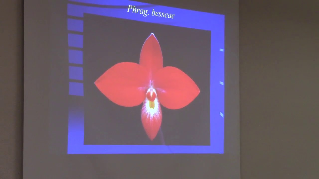 Phragmipedium Quality Flowers & Culture Part 1