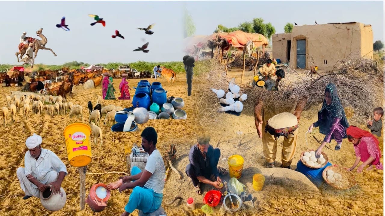 Cholistan People Et And Cooking \ Desert 🏜️ Lifestyle Animals Janwar Rohi Ki Mokaml Video 
