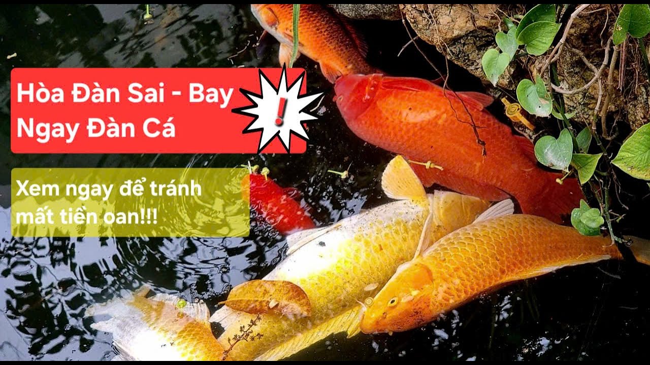 Hòa Đàn Sai - Bay ngay đàn cá | Cách hòa đàn cá mới | Kinh nghiệm nuôi cá Koi khỏe mạnh