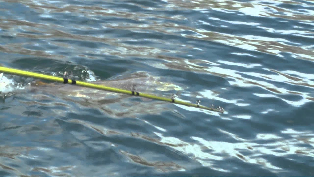 Fishful Thinking - Cree Lake Monster Pike