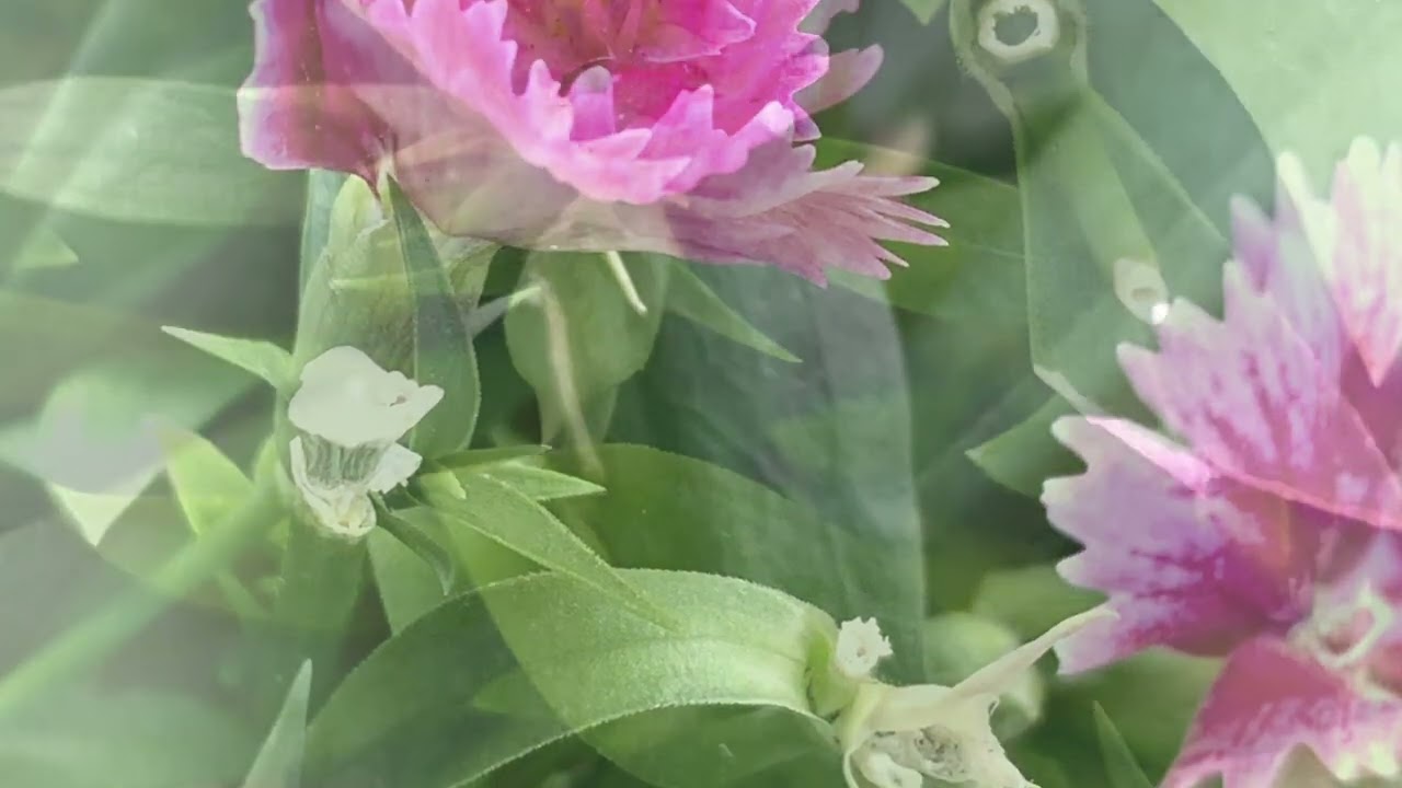ナデシコの花言葉は「純愛」「貞節」「無邪気」　　　　　　癒しの花と音楽
