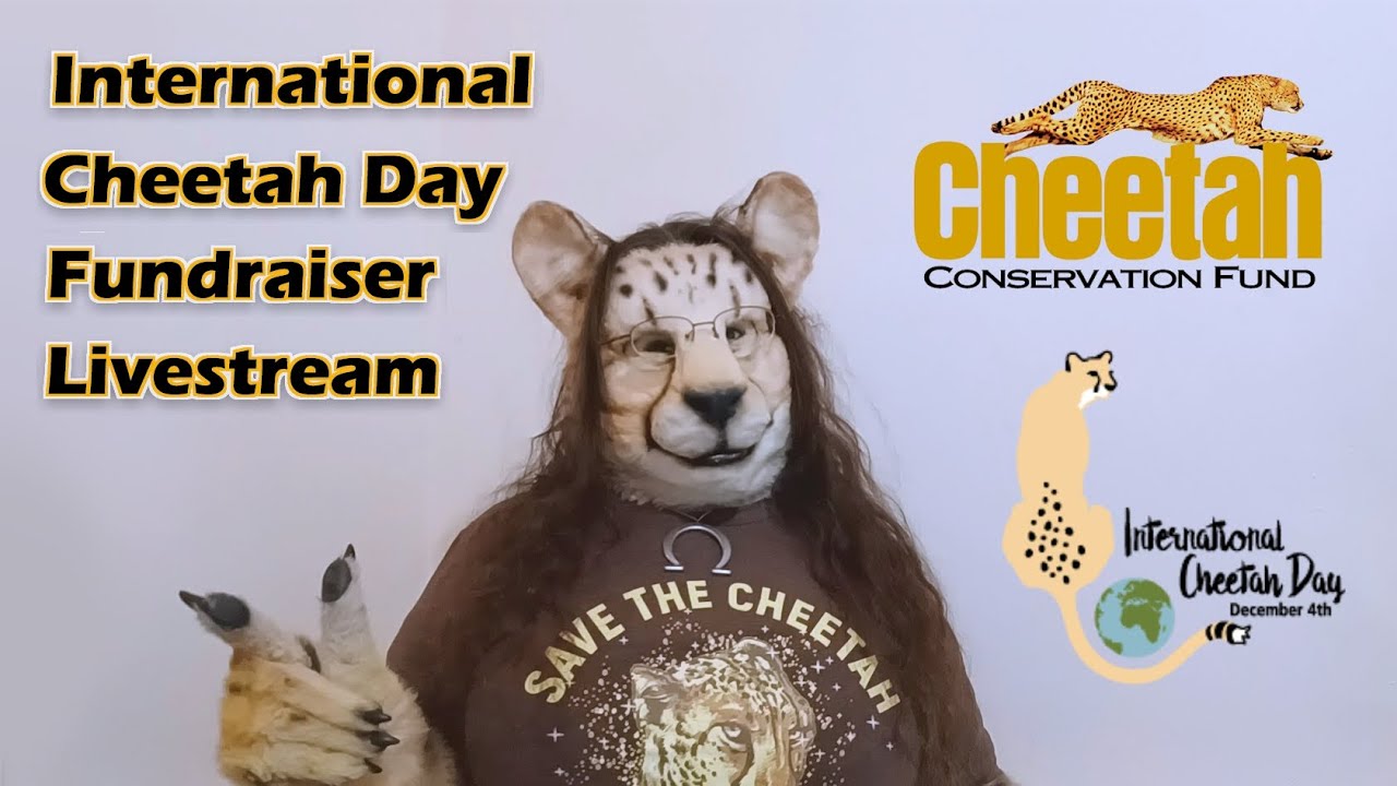 International Cheetah Day 2022 Fundraiser Livestream
