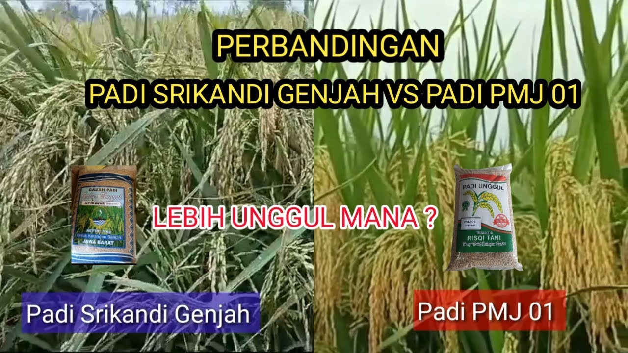 Perbandingan Padi Srikandi genjah dengan Padi PMJ 01