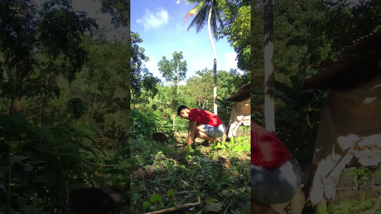#planting (Cacao tree)