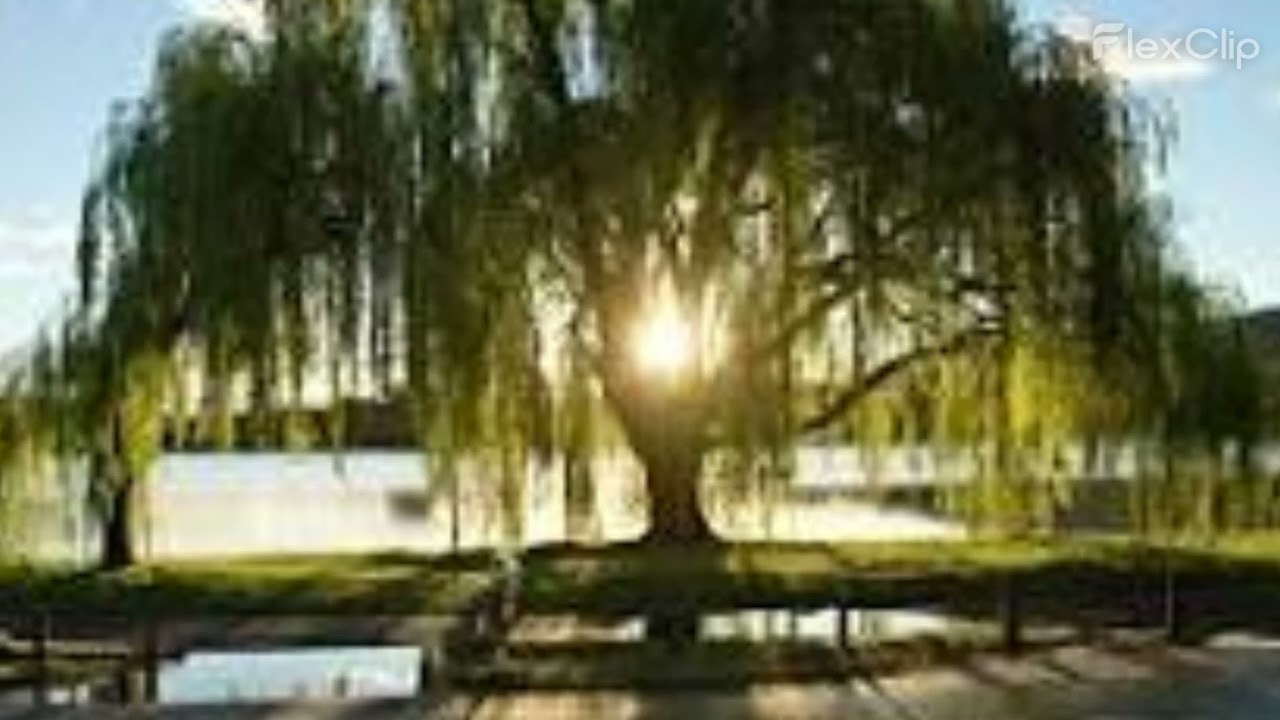 Whispers Under The Willow Tree - AMB Music/Alisa Wilson