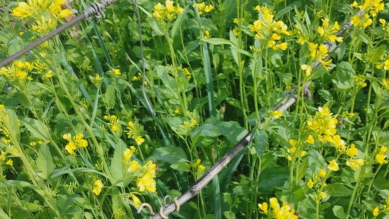 Пора скашивать горчицу
