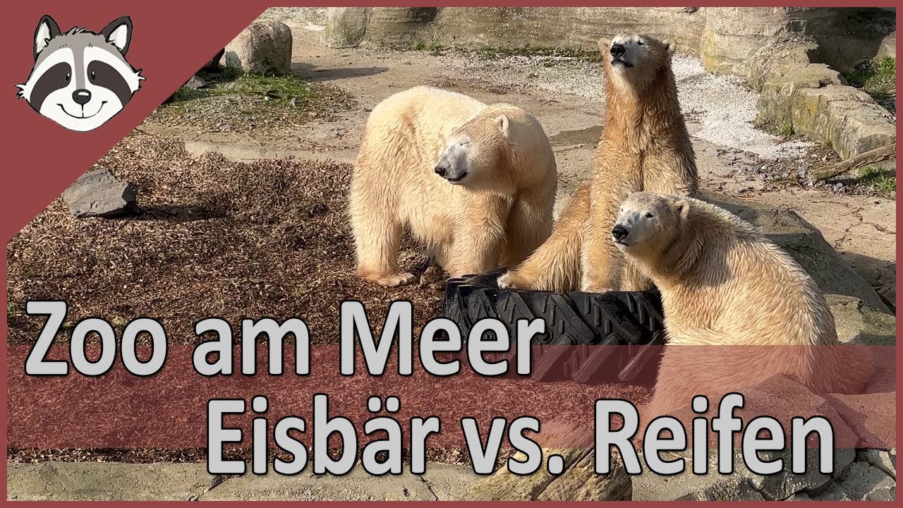 Eisbär vs. Reifen - Zoo am Meer Bremerhaven