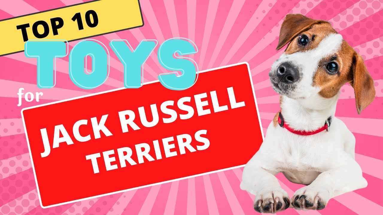 Top 10 Dog Toys for Your Jack Russell Terrier
