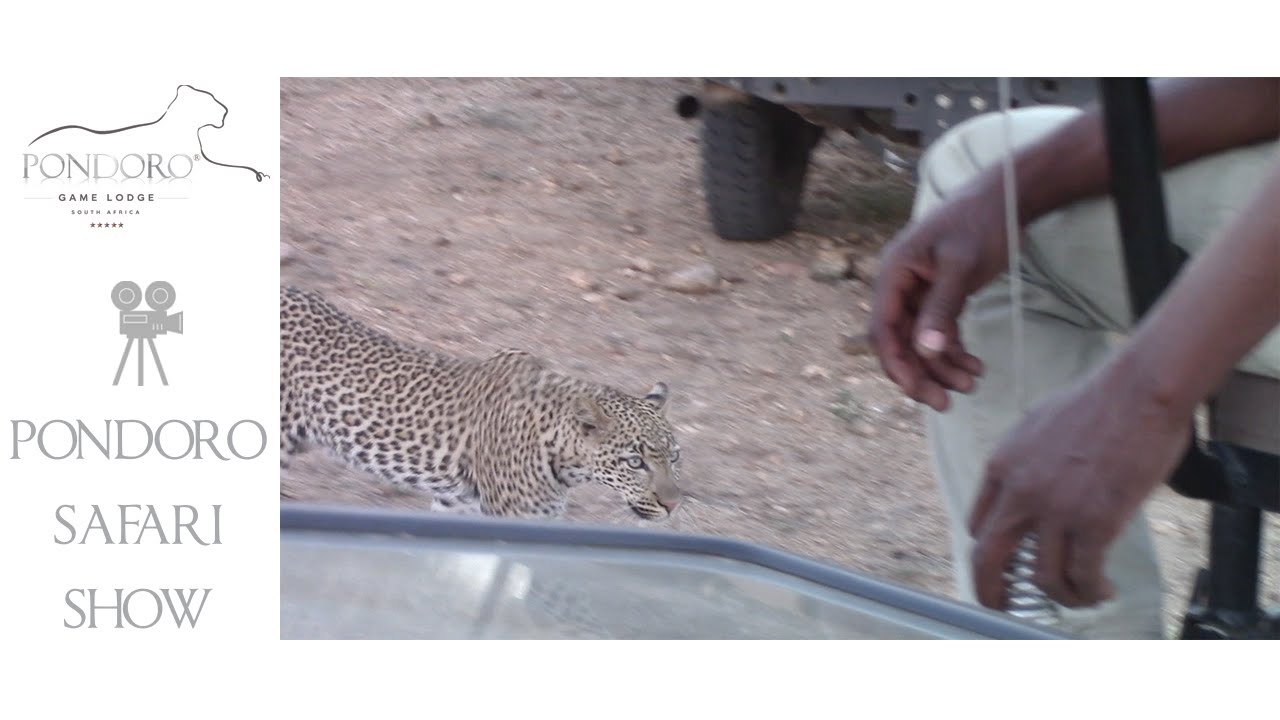 Leopard close up