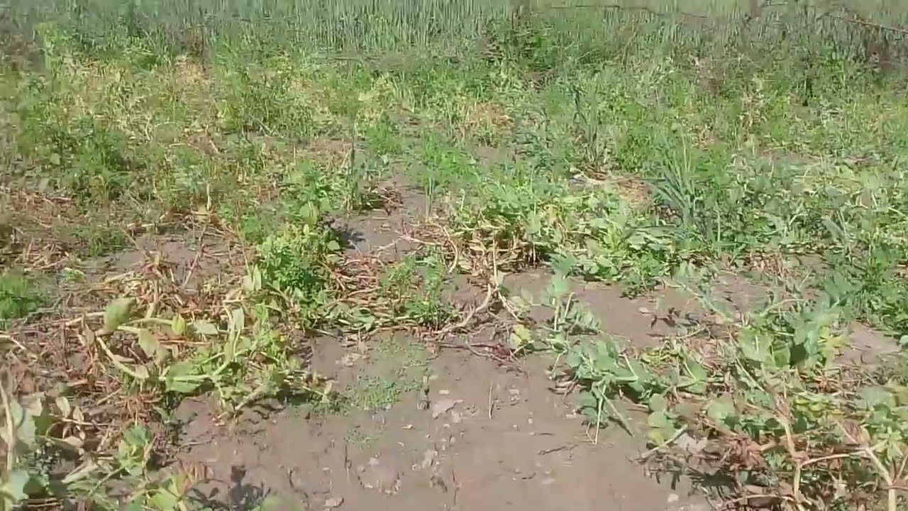 देखिए खेत में क्या क्या बौते है और क्या क्या कबार कैसे करते है 🍅🍅🍅🌶️🍉🍑🫛🥒🥬🥦🍏🥝🫑🍇🍆🧅