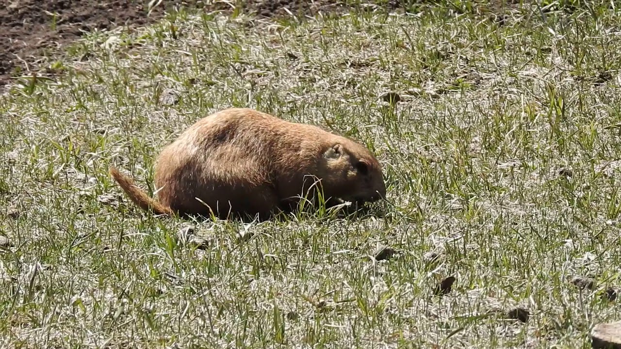 DSCN531 Prairie-Dog, 4/22/18, Custer SP, SD