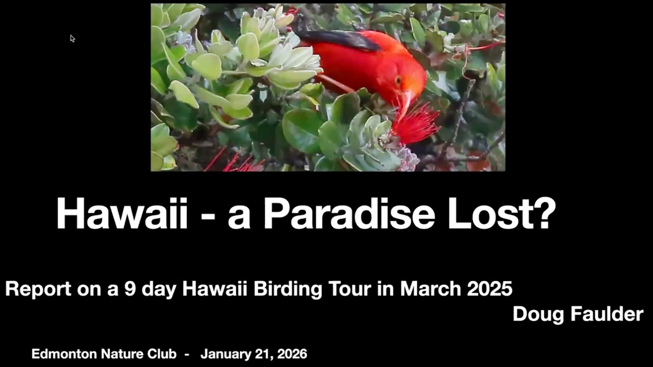 Bird Studies: Hawaii Birding