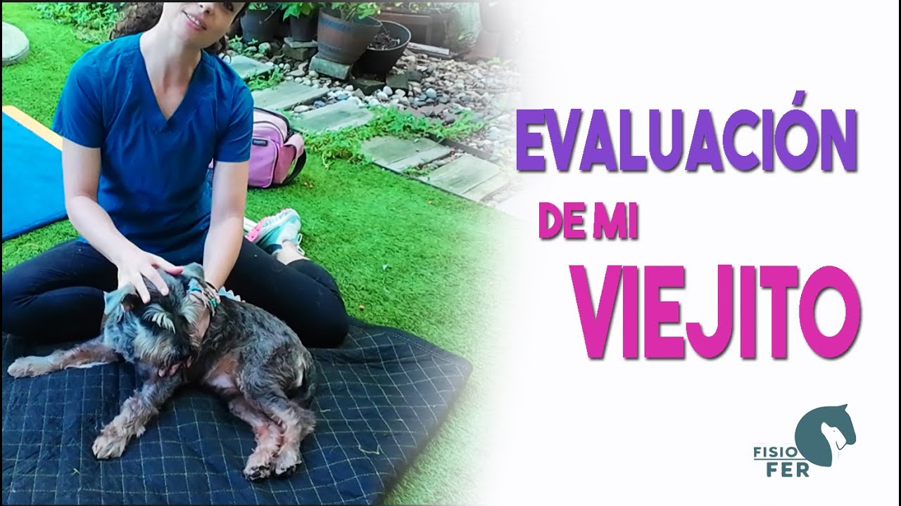 Te enseño a ver si tu perro tiene dolor en sus articulaciones