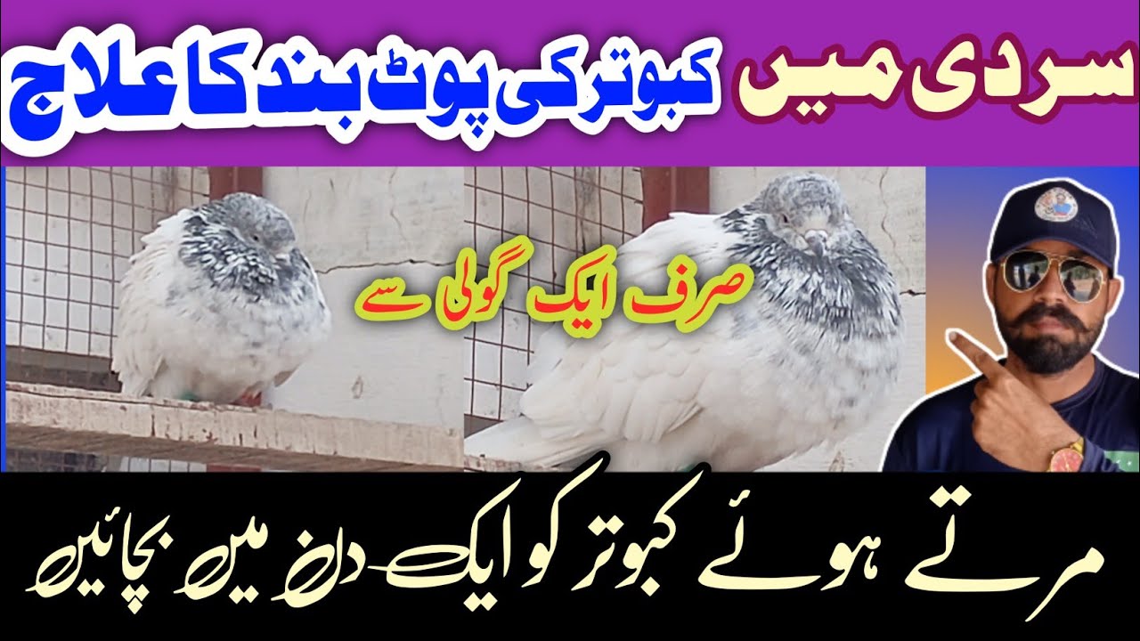 Treatment for pigeon's disease 2025|Treatment for pigeon's pot blockage|IQZB pigeon|