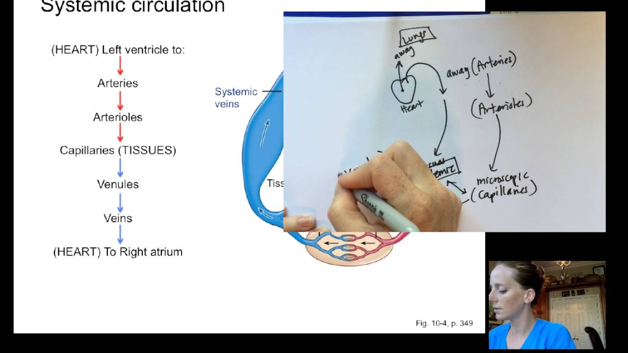 BIO6 Lecture17 Blood Pressure