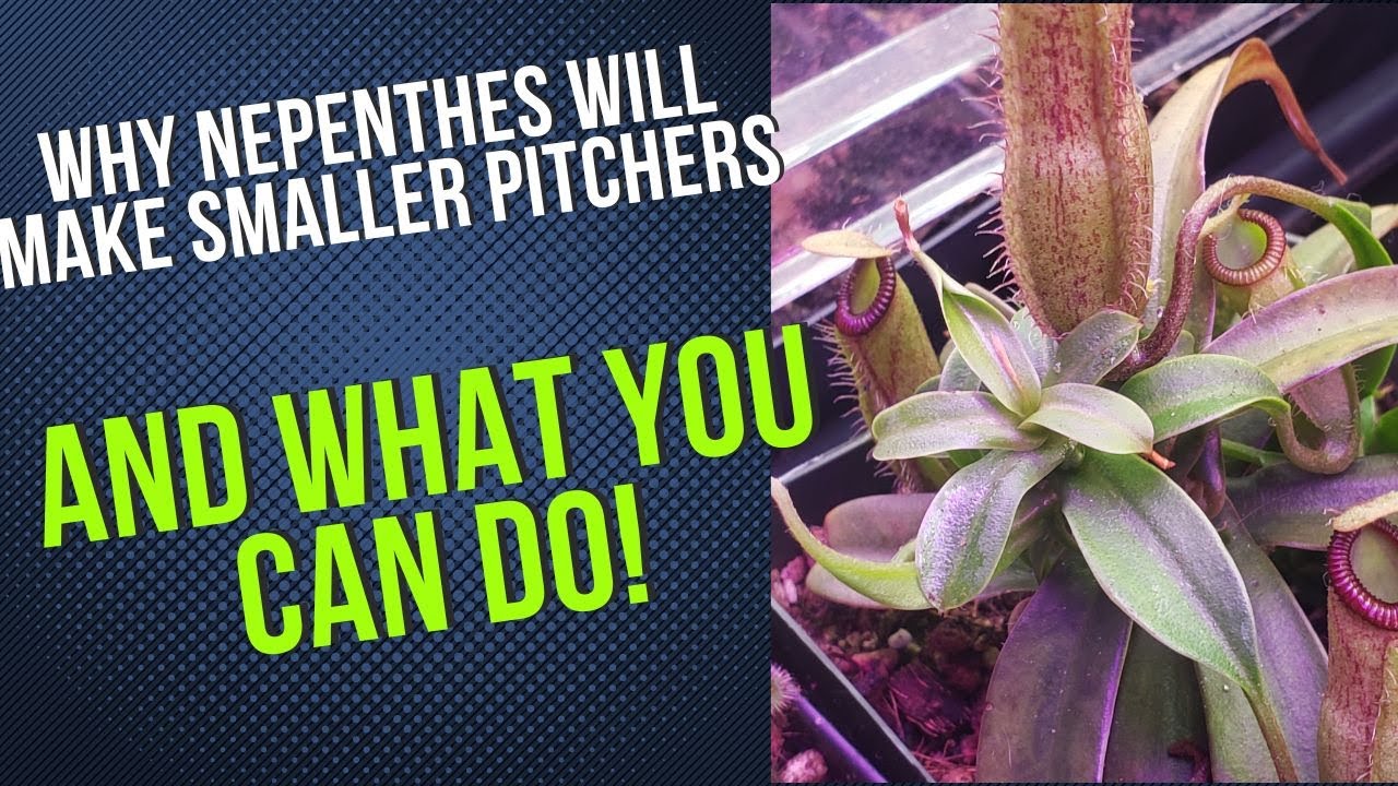 Why Nepenthes Make Smaller Pitchers