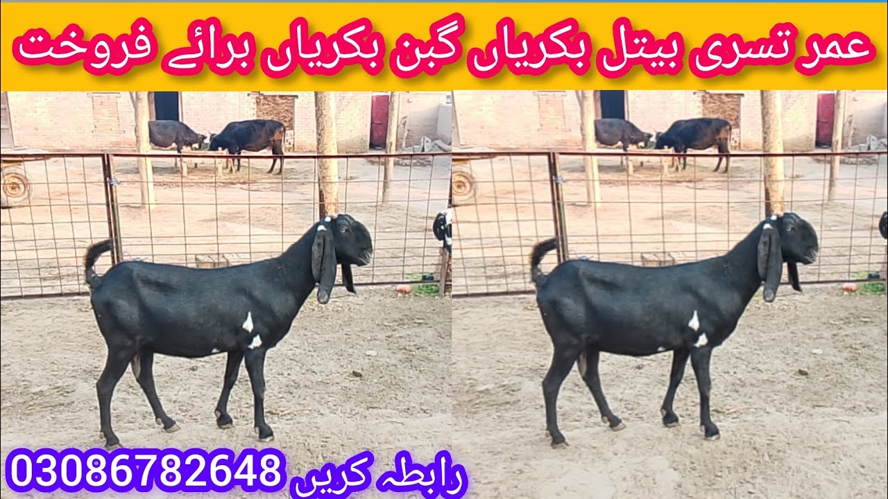 امرتسری بیتل بکریاں گبن بکریاں پٹھے بچوں والی بکریاں برائے فروخت رابطہ کریں 03086782648