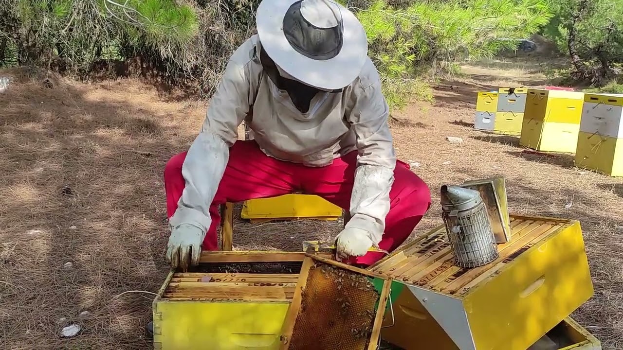ΤΡΥΓΟΣ ΠΕΥΚΟΜΕΛΟΥ  