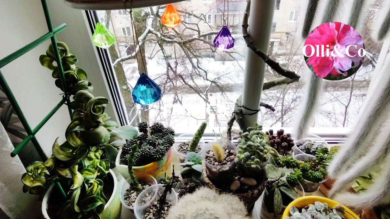 Мои удивительные Комнатные растения // Суккуленты, Церопегии, Хойи, Крассулы