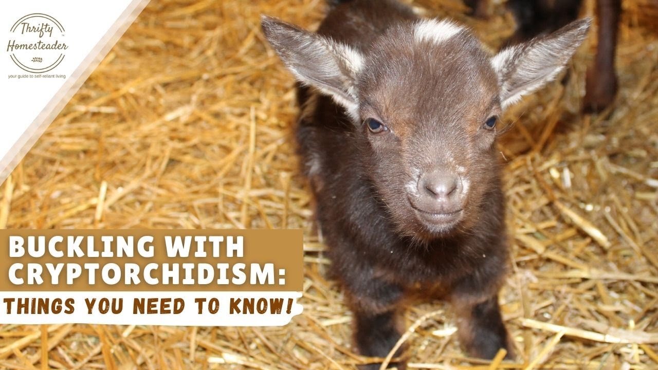 Baby goat born with one testicle? What can you do?