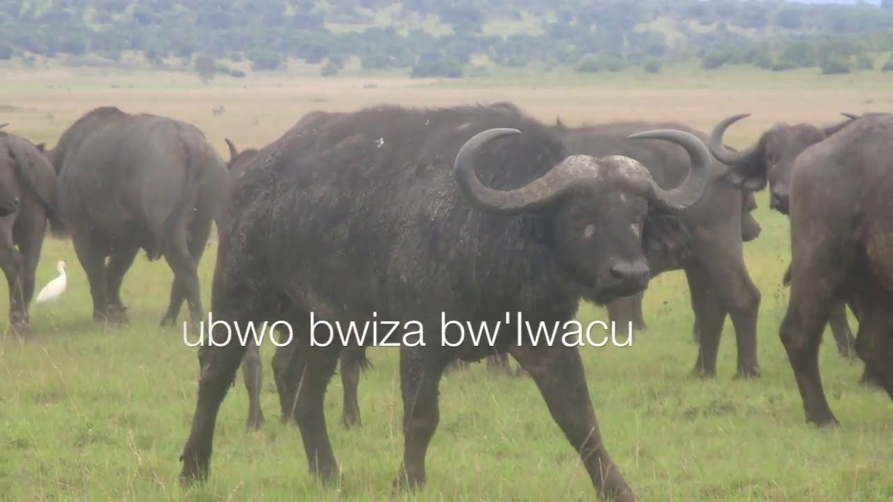 Ikirezi - Holy Jah Doves (pic video)