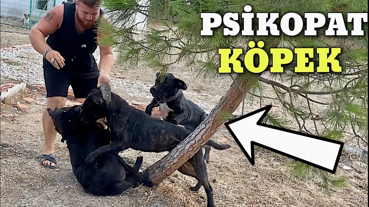 EJDER KAPLANA DALDI BAŞIMA BELA OLDU!! Cane Corso ları Yıkadım