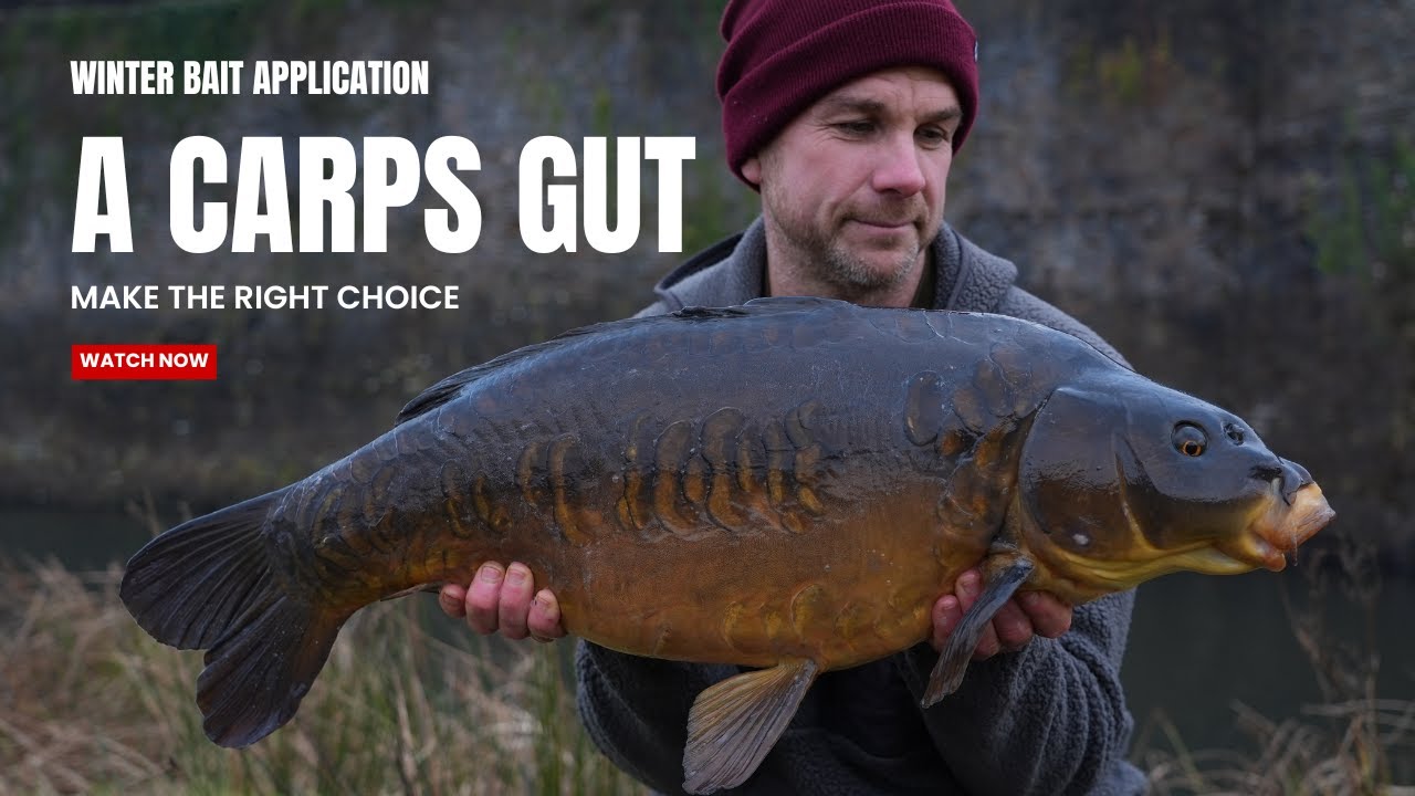 A CARPS GUT - COLD WATER BAIT TACTICS  - Mark Bryant