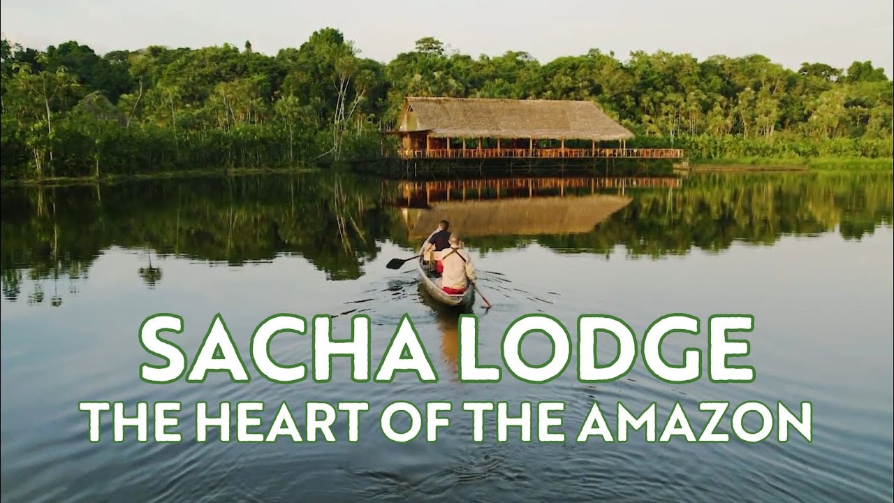 🐒 Explore the Ecuadorian Amazon Jungle ~ Sacha Lodge ~ Ecuador Wildlife & Nature Rainforest Tours 🇪🇨