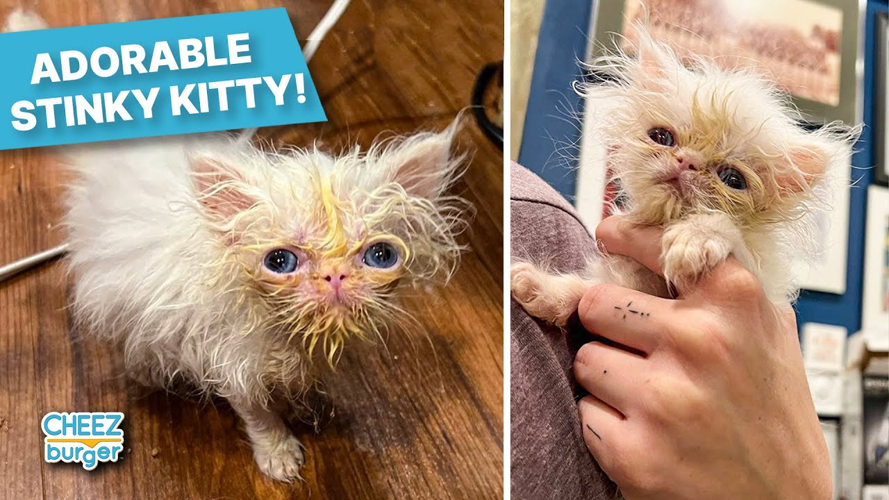 Meet Wisp, The Adorable Disheveled Kitten People Are Obsessed With