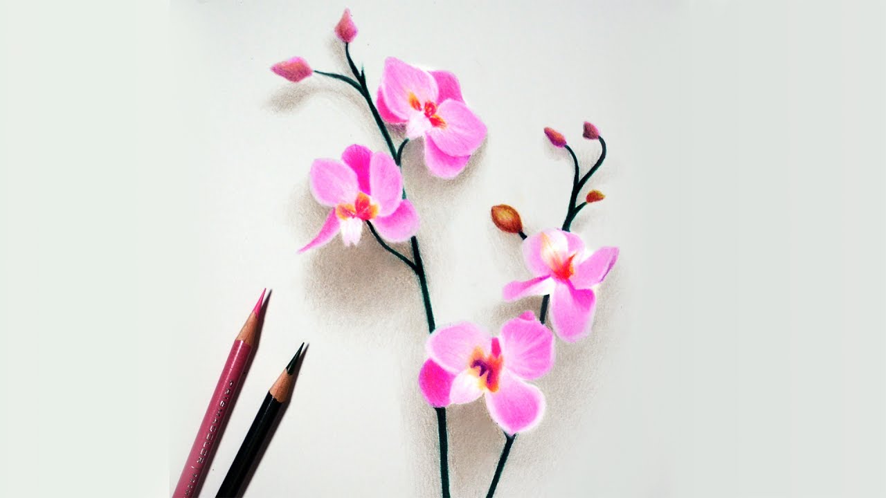 How to draw orchids -- Colored pencil tutorial
