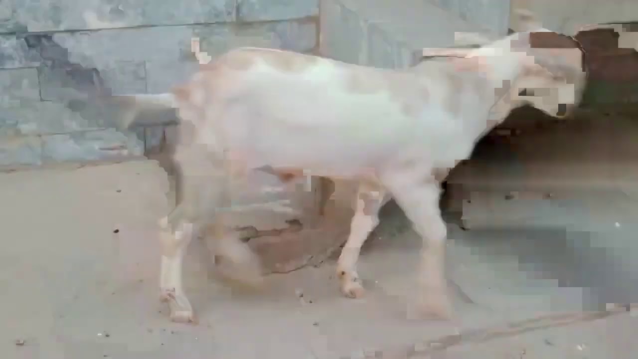 Tedda Bakra ||Most Beautiful goat breed || Must Watch