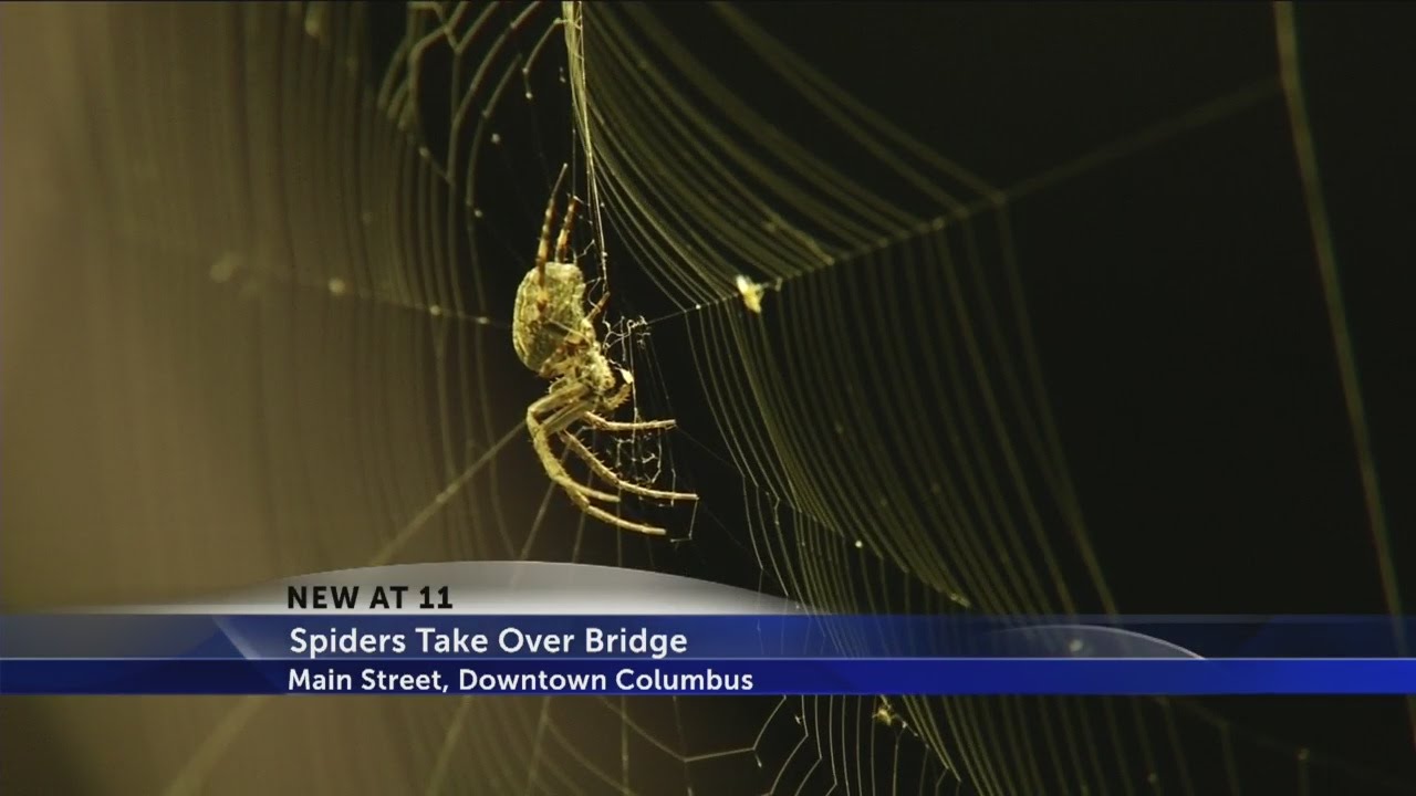Spiders take over downtown bridge