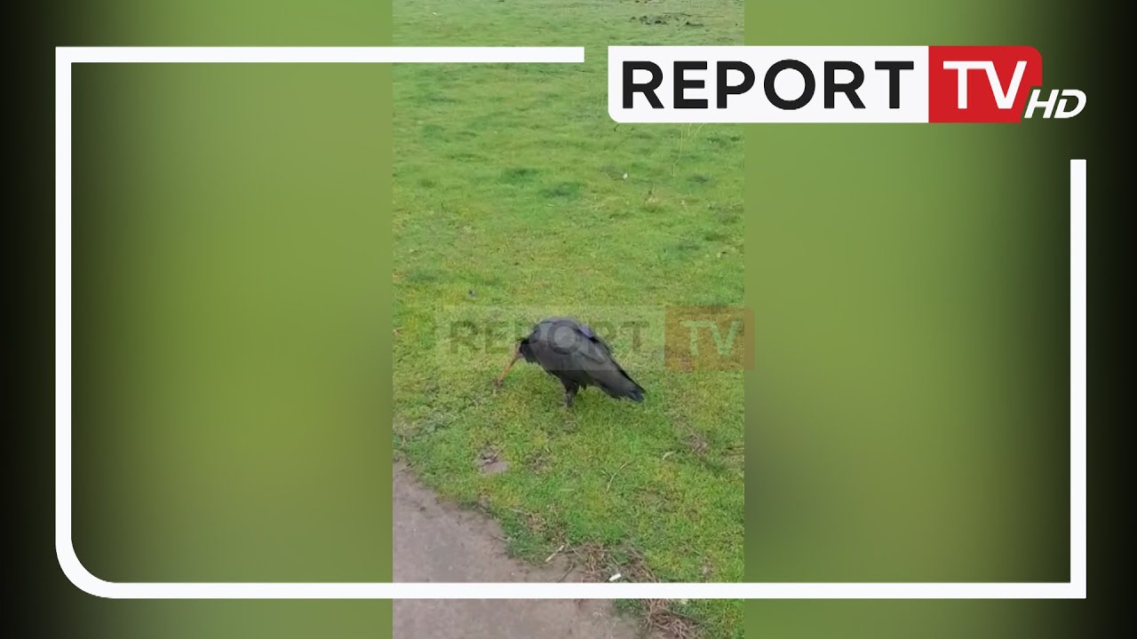Report TV -Kojliku qeros, shpendi i rrall&euml; shfaqet n&euml; Shqip&euml;ri pas 400 vitesh