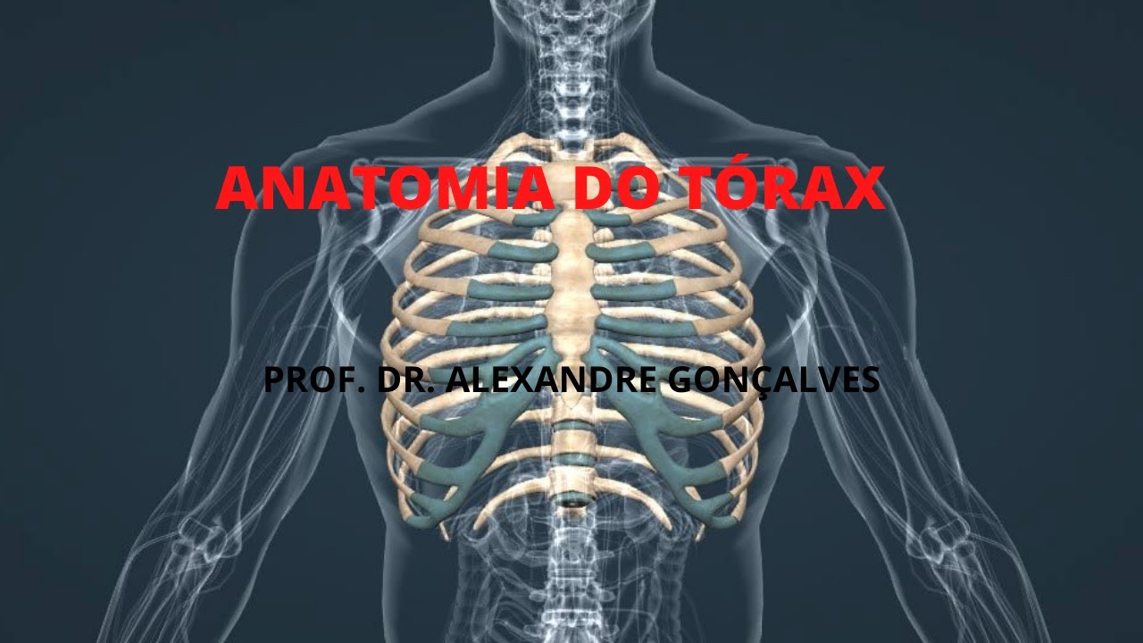 Anatomia do Tórax