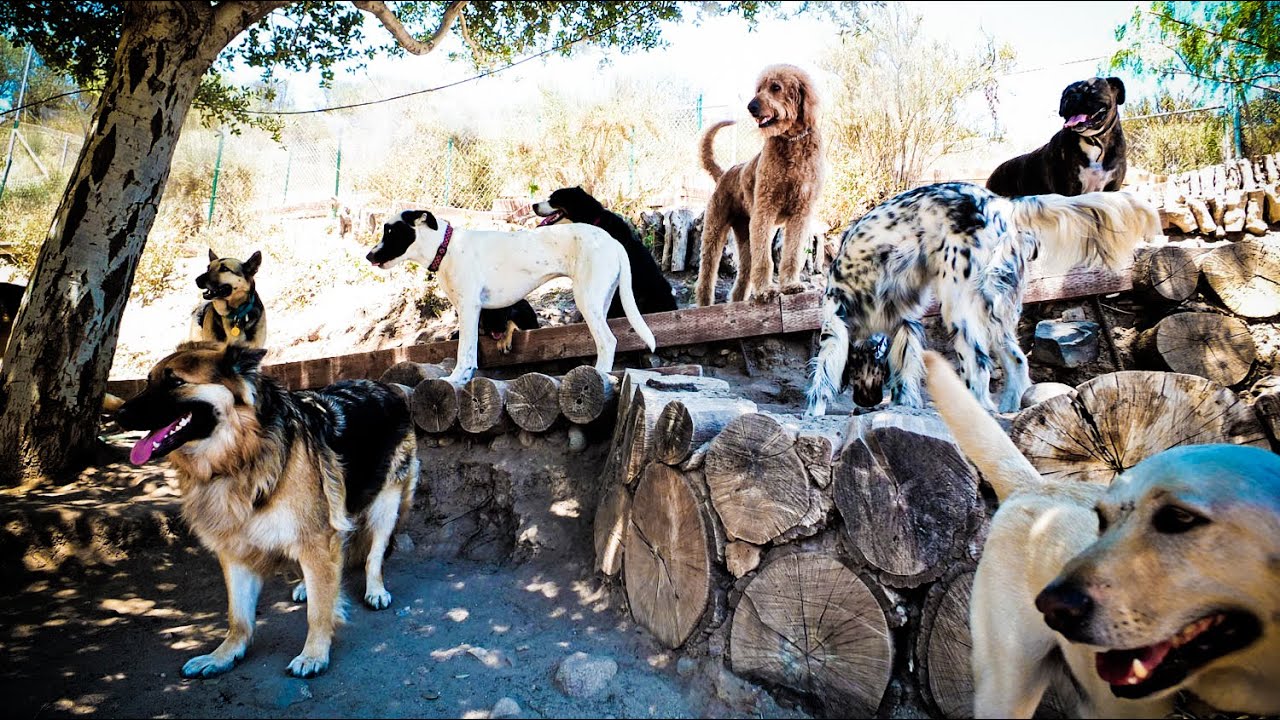 Topanga Pet Resort #1 Dog Training, Dog Boarding, and Dog Daycare in Los Angeles, CA