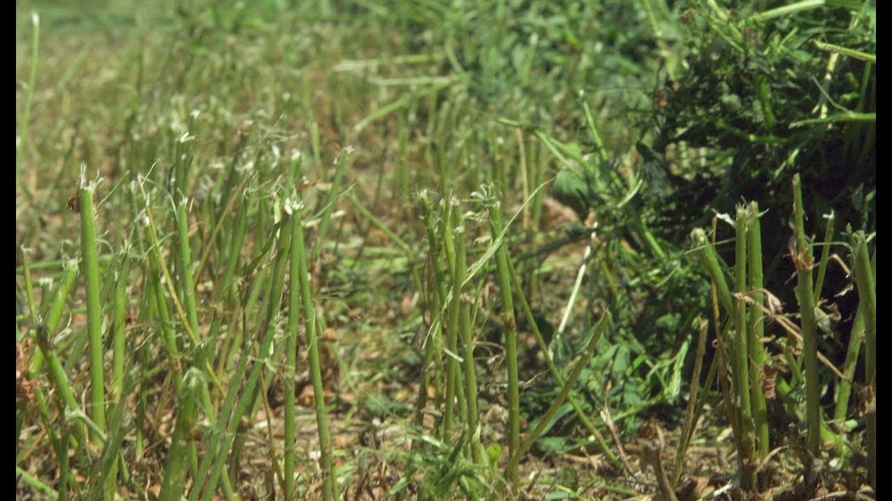 When and Where to Cut Hay