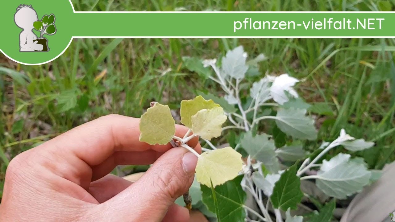 Grau-Pappel = Mischung aus Zitter-Pappel & Silber-Pappel - 10.05.18 - Baumbestimmung